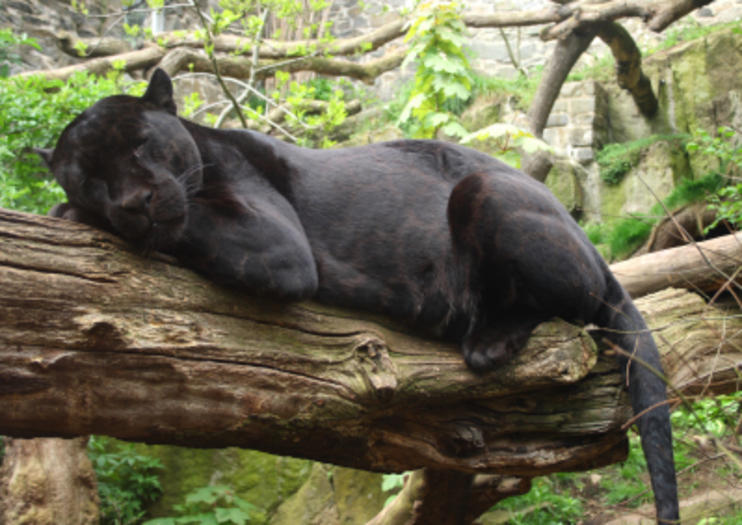 edinburgh zoo deals 2019